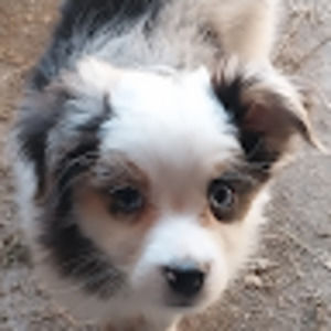 Meet your Posher, Bailey